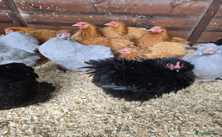 Chickens poultry - Advert 5