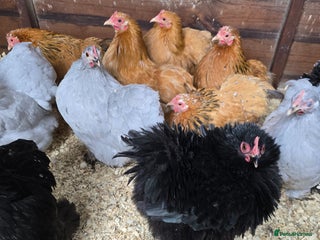 Chickens poultry Pekin Bantam Pullets POL - Advert 12