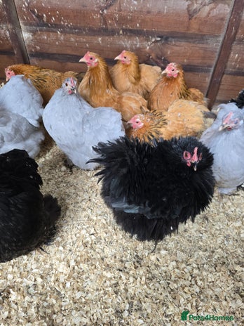 Chickens poultry - Advert 5