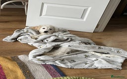 Cockapoo dogs for sale: Beloved Cockapoo Bubble for sale - Advert 5