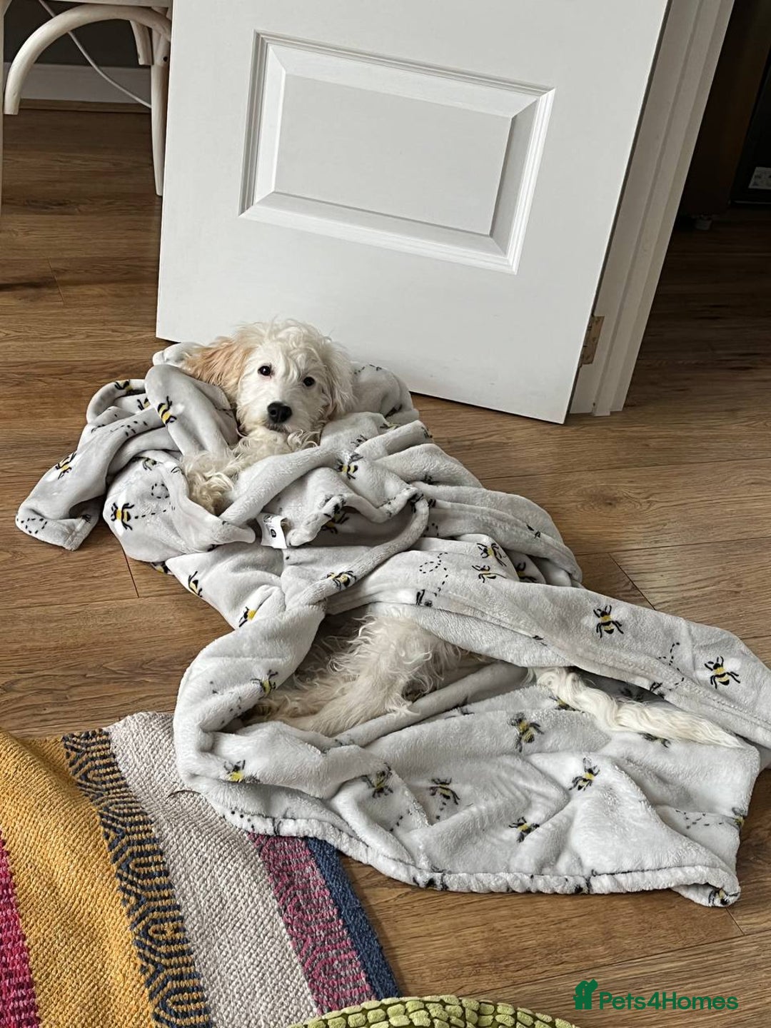 Cockapoo dogs for sale: Beloved Cockapoo Bubble for sale - Advert 5