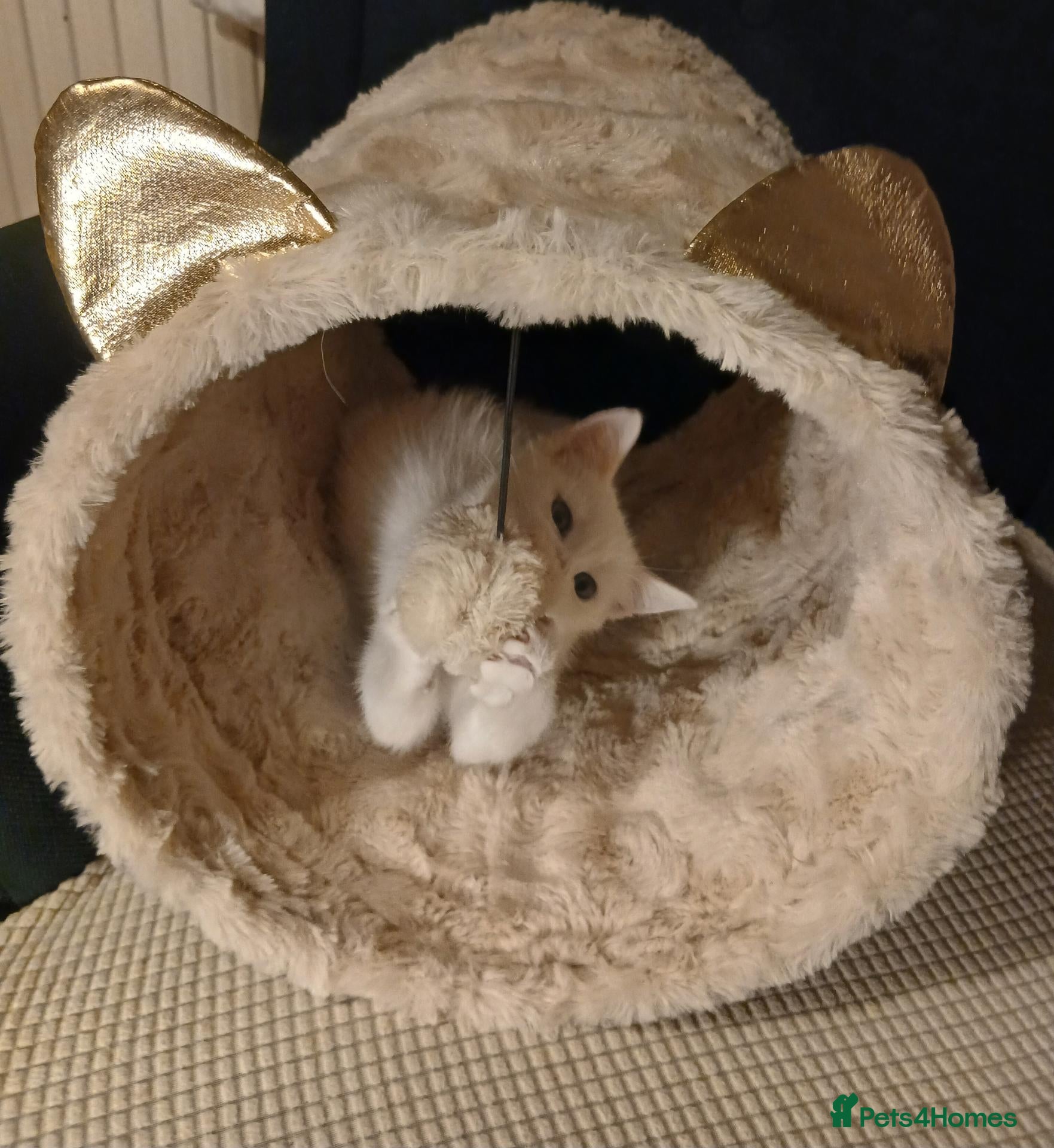Mixed Breed cats 1 pure white girl kitten left for sale  - Advert 19