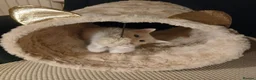 Mixed Breed cats for sale: 1 pure white girl kitten left for sale  - Advert 1