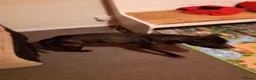 Staffordshire Bull Terrier dogs for sale: Staffordshire bull terrier in Thetford - Advert 5