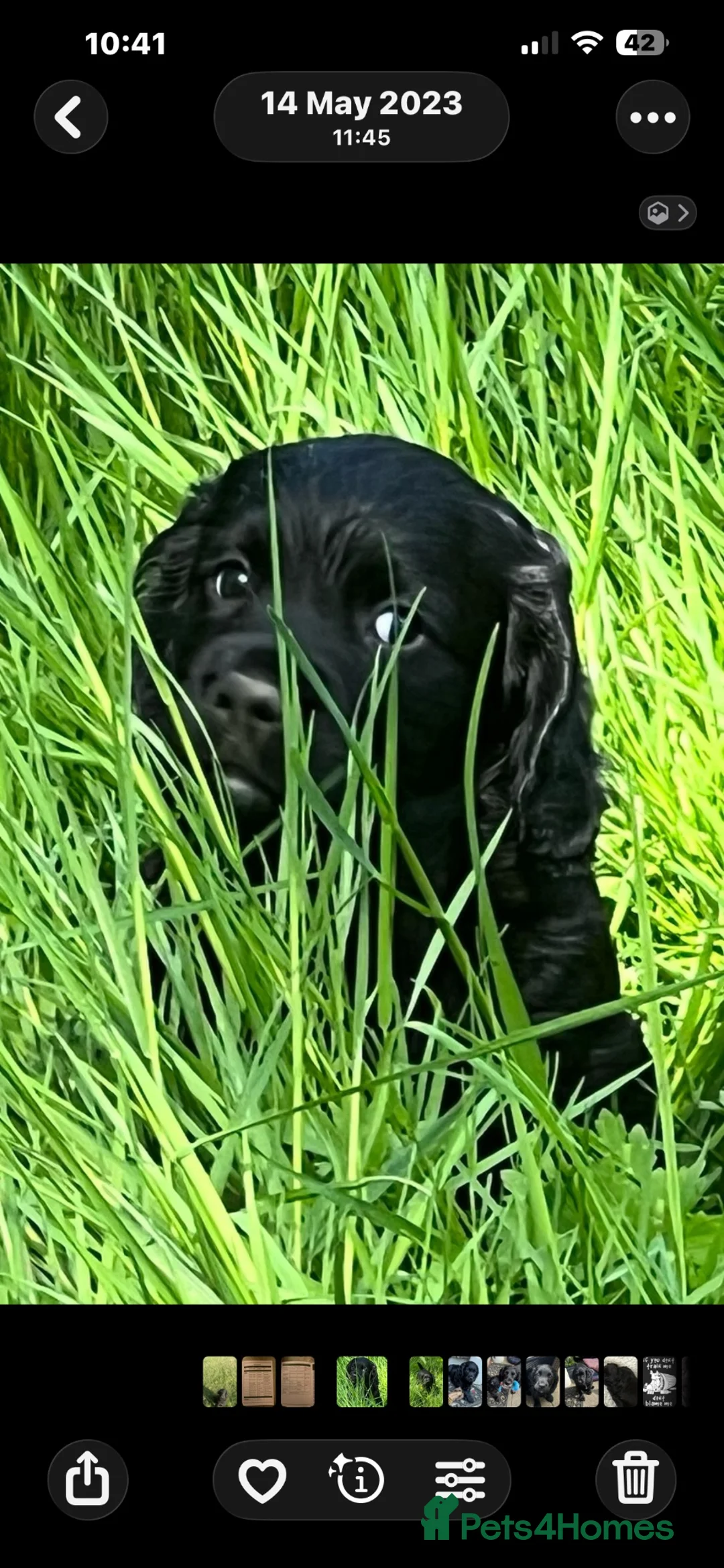 Cocker Spaniel dogs for sale: Working Cocker Spaniel Pups- 2 Boys Available18/7  in Petworth - Advert 6