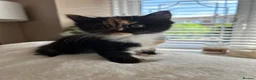 Mixed Breed cats for sale: 5 beautiful kittens  - Advert 12
