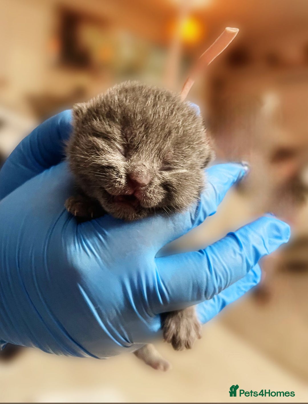 British Shorthair cats for sale:  Gccf British shorthair kittens champion lines 🏆 - Image 32