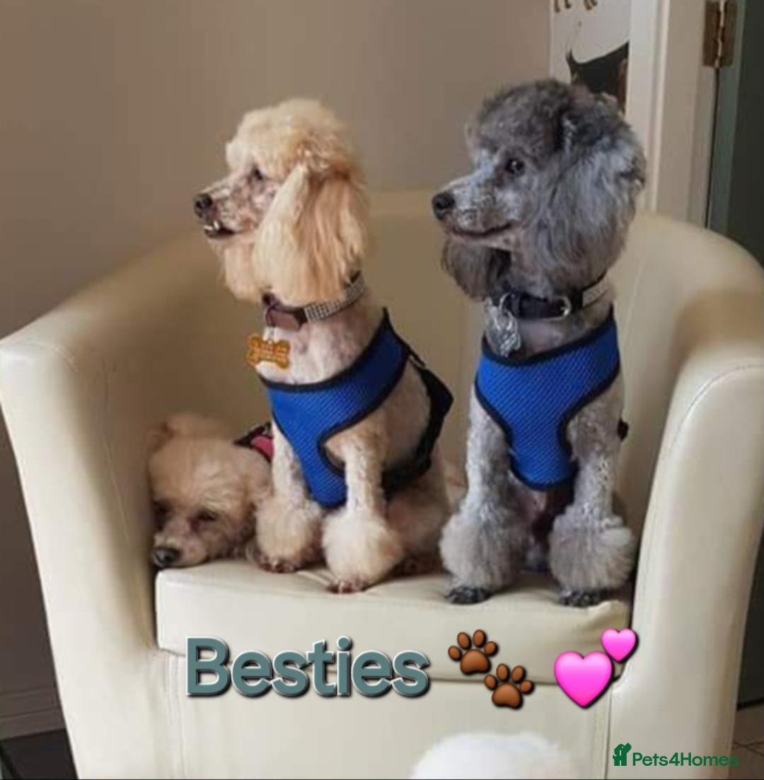 Toy Poodle dogs ADULT FULL PEDIGREE &  KC TOY POODLES FOR SALE - Advert 16
