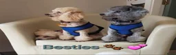 Toy Poodle dogs for stud: FULL PEDIGREE SILVER TOY POODLE FOR STUD/FOR SALE - Advert 3