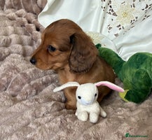 Dachshund dogs - Advert 6