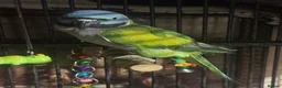 Parrots birds for sale: Tame Lord Derbyran parrot - Advert 3