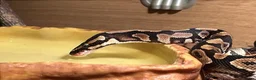 Python Snake reptiles for sale: BALL PYTHON in Runcorn - Advert 7