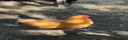 Chickens poultry for sale: 2 Pure Buff Orpington Cockerels  in Hull - Advert 2