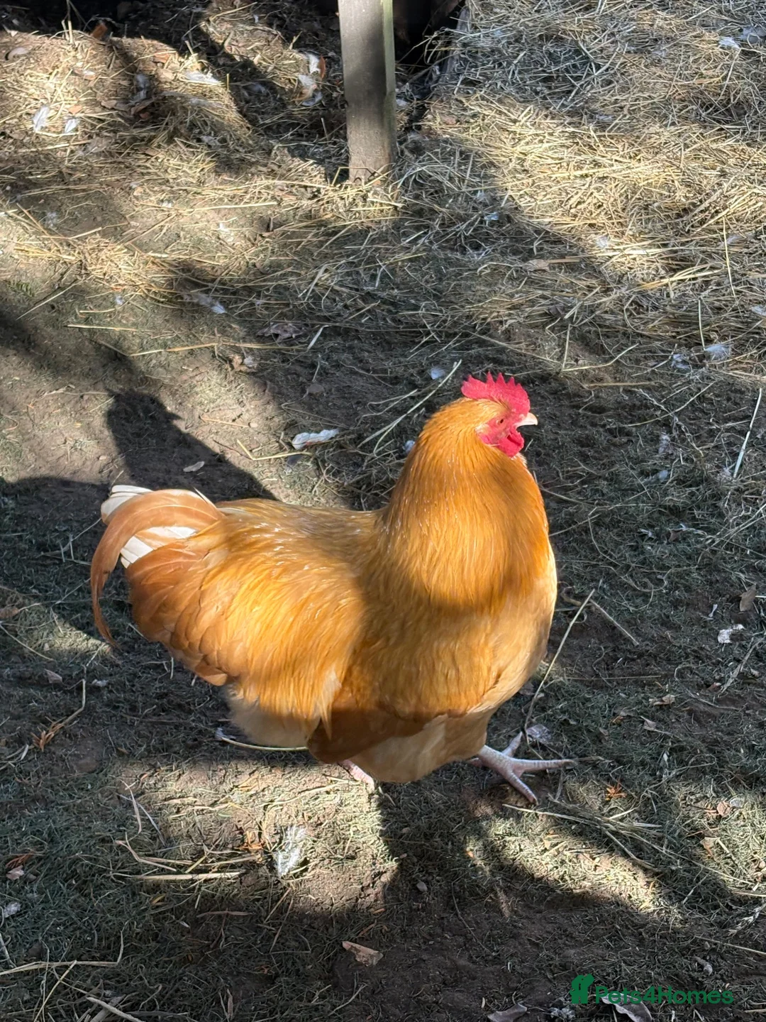 Chickens poultry for sale: 2 Pure Buff Orpington Cockerels  in Hull - Advert 2