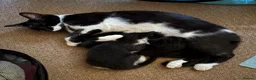 British Shorthair cats for sale: 2 female kittens - Available now!  - Advert 2