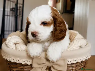 Cavapoo dogs Cavapoo puppies - Advert 2
