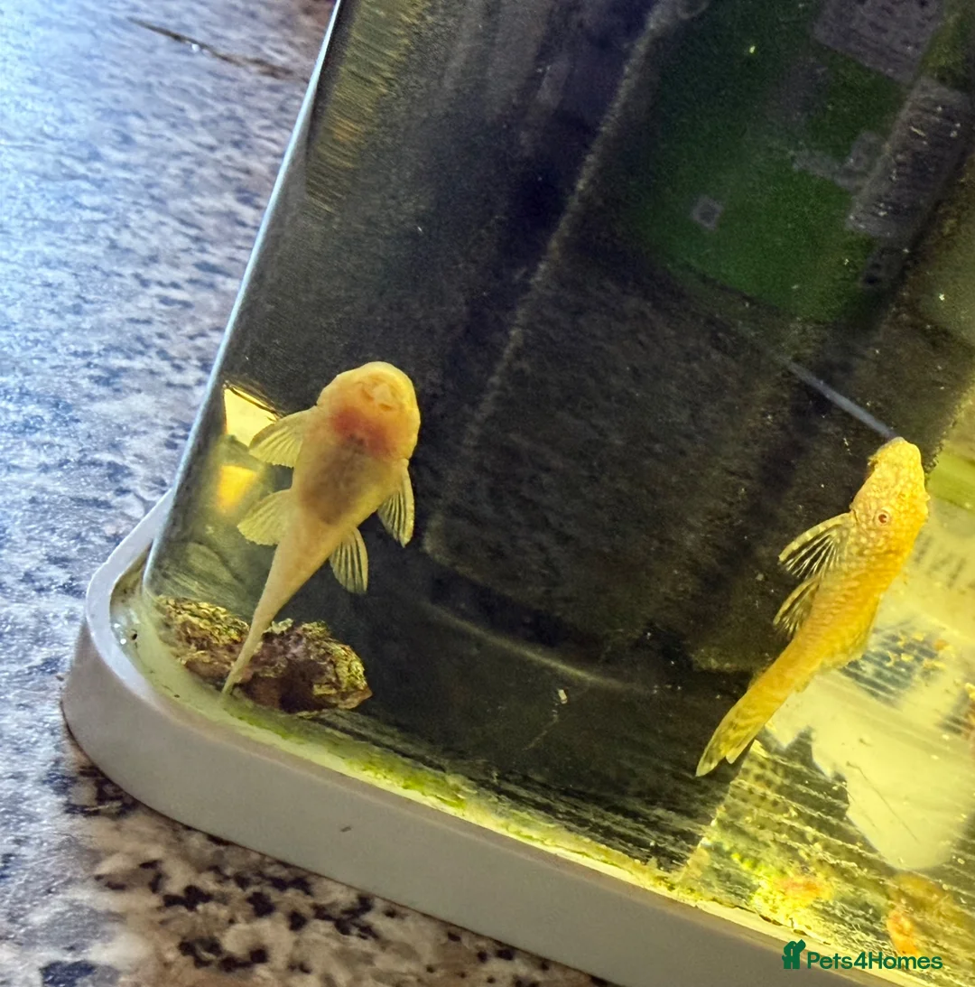 Plecos fish for sale: Albino bristlenose plecos  - Advert 5