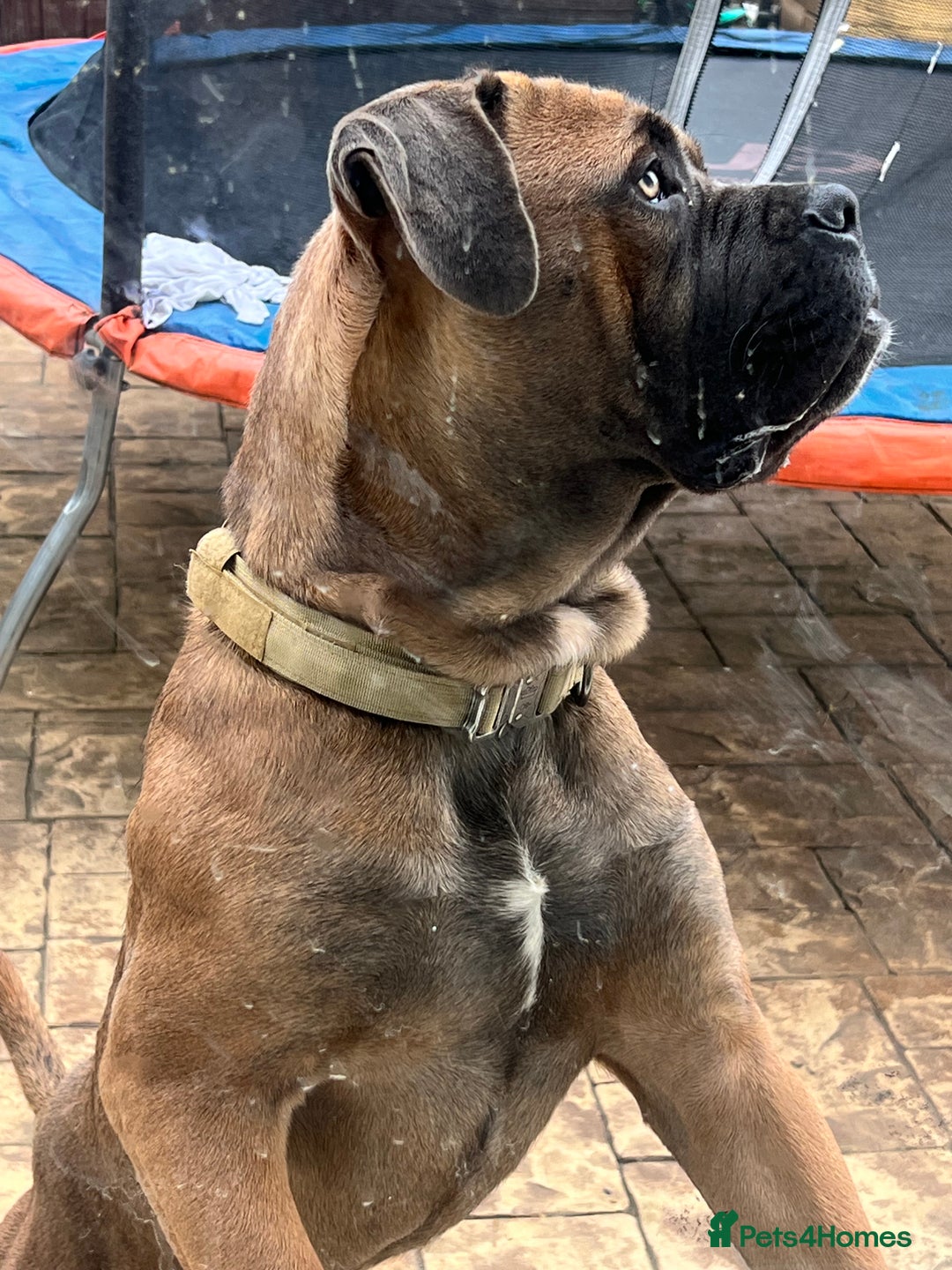 Cane Corso dogs for sale: Cane corso for rehome - Image 8