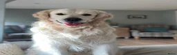 Golden Retriever dogs for sale: WAITING LIST OPEN KC REG GOLDEN RETRIEVER PUPPIES  in Keighley - Advert 7
