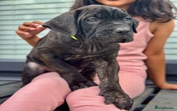 Mixed Breed dogs for sale: Last Four Mastiff pups available  - Image 11