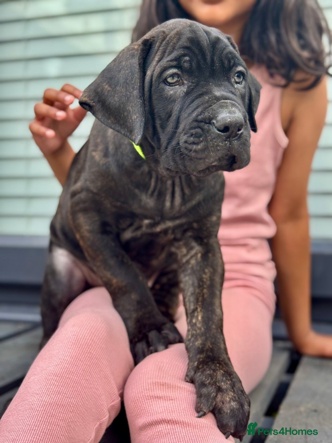 Mixed Breed dogs for sale: Last Four Mastiff pups available  - Image 11