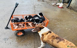 Border Collie dogs for sale: Gorgeous border collie puppies  - Image 3