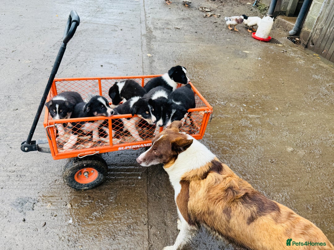 Border Collie dogs for sale: Gorgeous border collie puppies  - Image 3