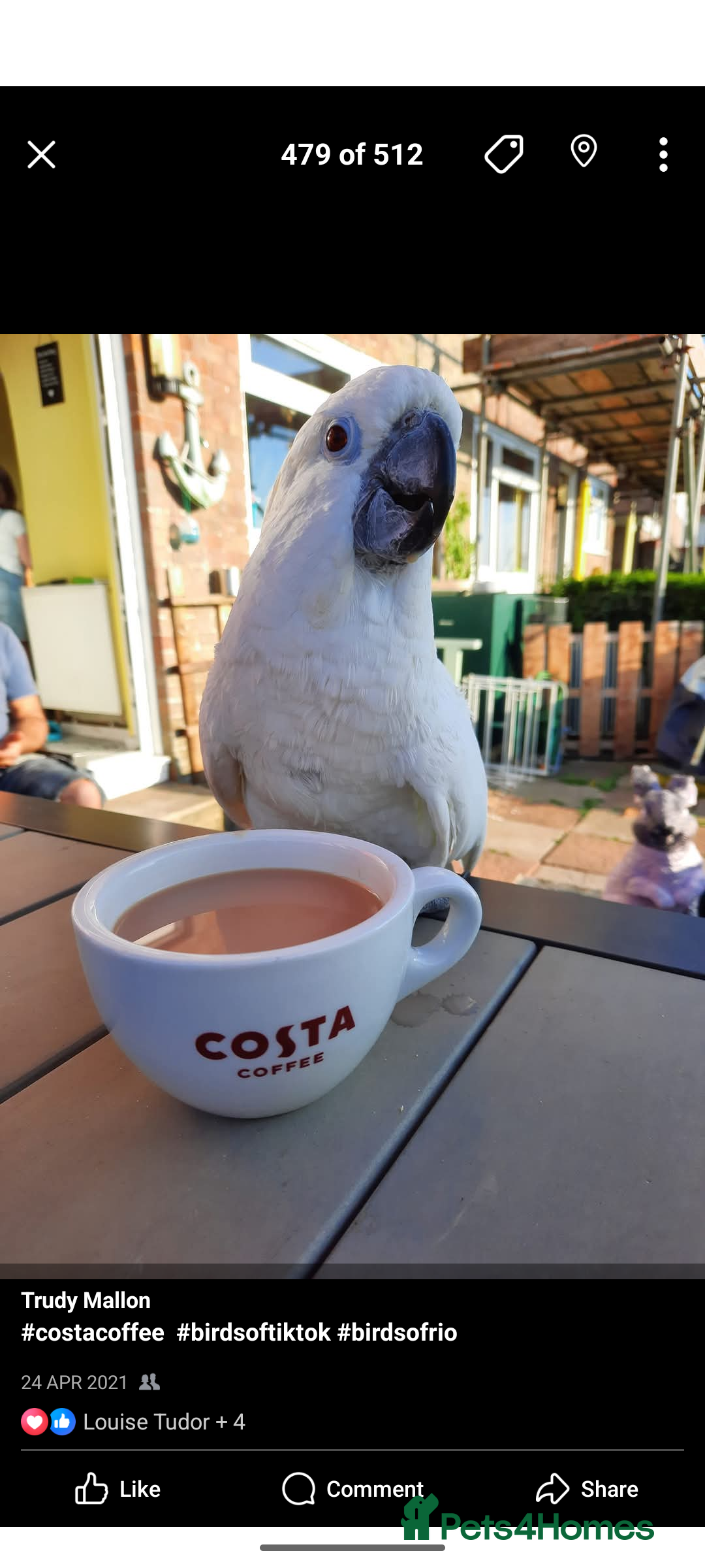 Cockatoo birds 14yo female umbrella cockatoo - Advert 2