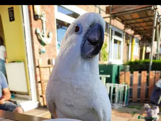 Cockatoo birds 14yo female umbrella cockatoo - Advert 2
