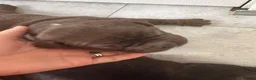 American Bully dogs for sale: **MICRO BULLY PUPPIES *** - Advert 29