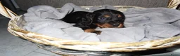 Cocker Spaniel dogs for sale: 4Girls 2Boys Cockerspaniel puppy’s for sale - Advert 3