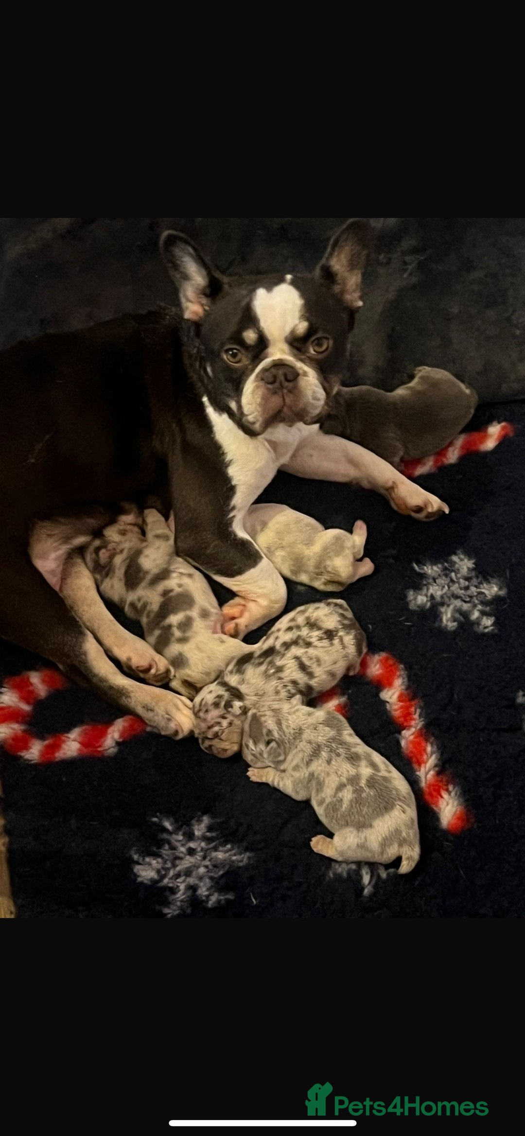 French Bulldog dogs for sale: Beautiful French bulldog puppies  - Image 2