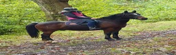 Mixed Breed livestock for sale: Stunning 13.2 all rounder Irish gelding  in Swansea - Advert 6