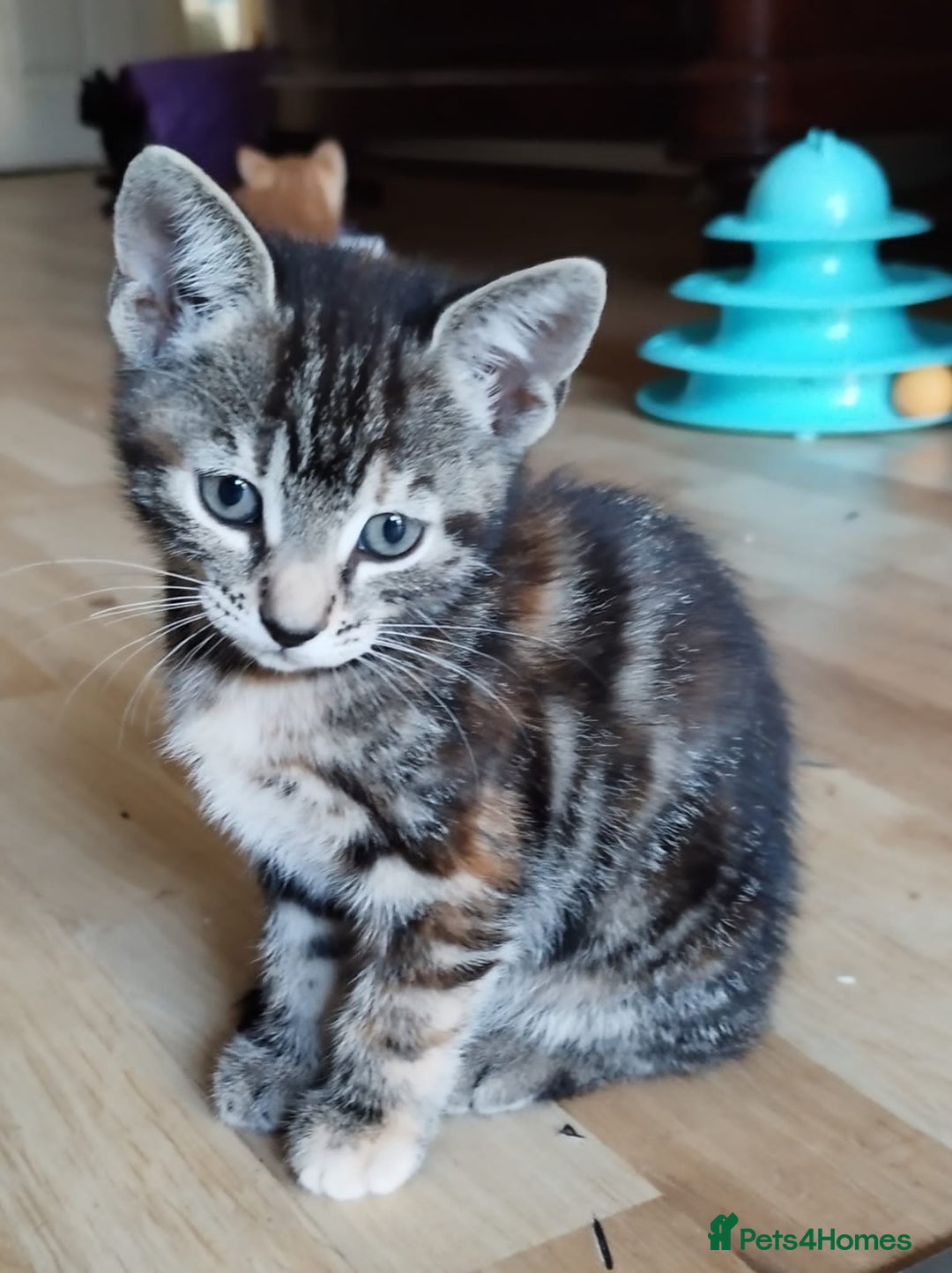 Mixed Breed cats for sale: Amazing, beautiful kittens 3 boys, 2 girls - Image 6