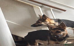 German Shepherd dogs for sale: Females  - Image 2