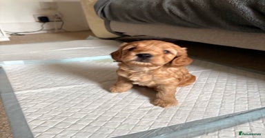 Cockapoo dogs 🐾 Adorable F2 Cockapoo Puppies! 🐾 - Advert 6