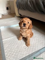 Cockapoo dogs 🐾 Adorable F2 Cockapoo Puppies! 🐾 - Advert 3