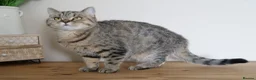 British Shorthair cats for sale: Stunning Active female - Advert 7