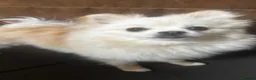 Pomeranian dogs for sale: 2 males  cream and orange. Pomeranians  - Advert 4