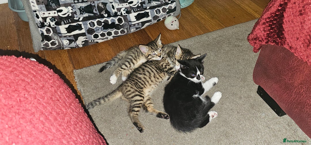 British Shorthair cats for sale: 4 beautiful kittens  - Image 15