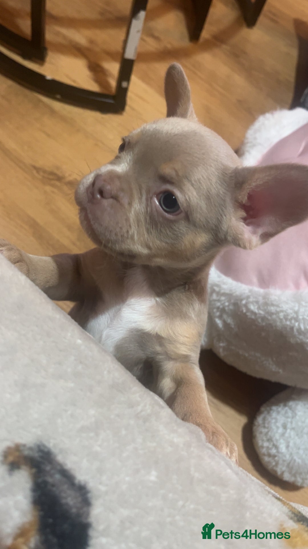 French Bulldog dogs for sale: French bulldog - Advert 4
