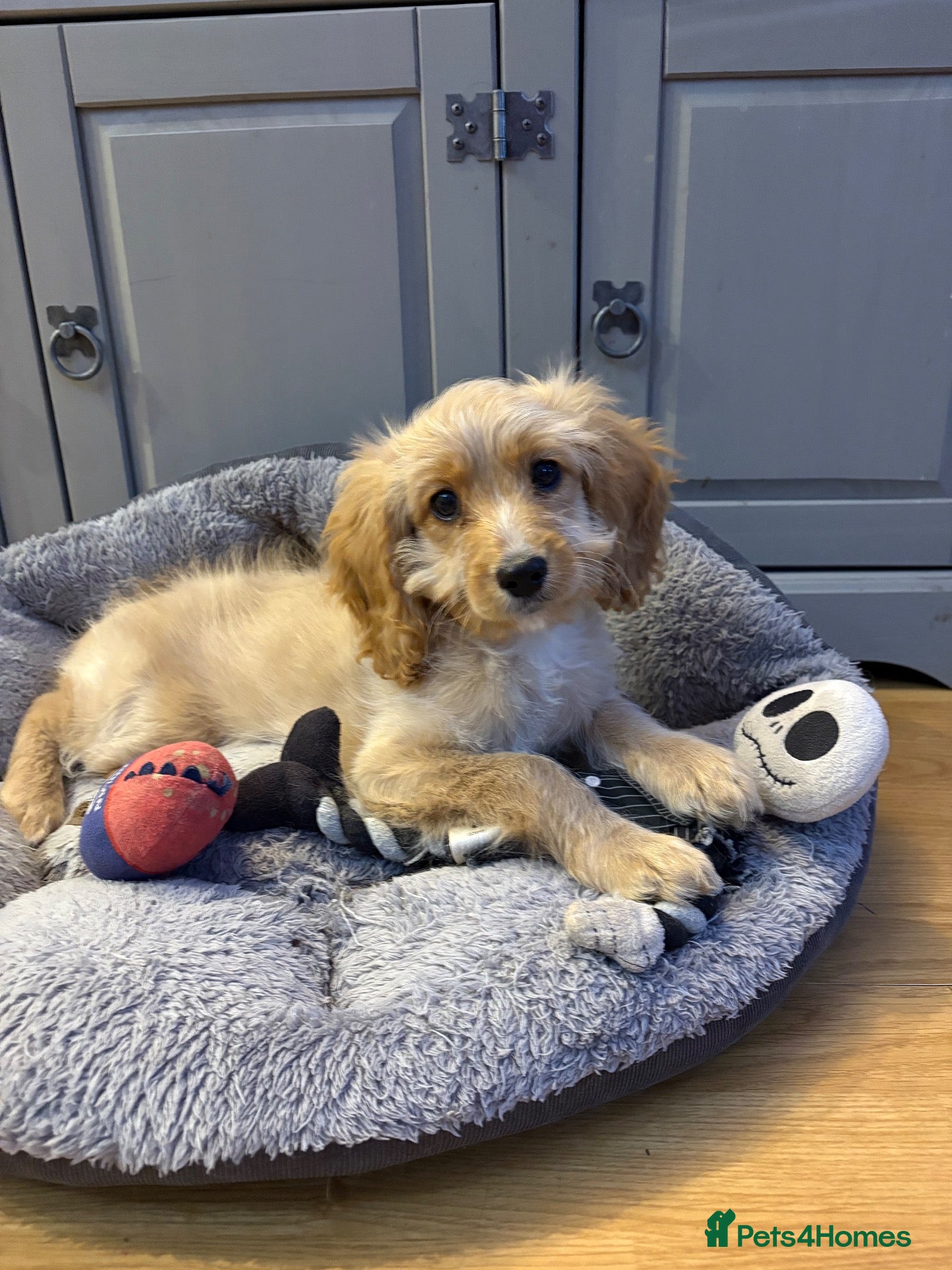 Cavapoo dogs Beautiful Cavapoo  - Advert 16