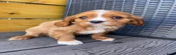Cavalier King Charles Spaniel dogs for sale: Health tested parents Cavalier King Charles ready  - Advert 18