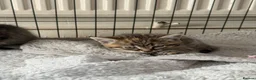 Mixed Breed cats for sale: 2 kittens for sale 🩵🩷 - Advert 15