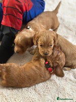 Cocker Spaniel dogs Stunning kc register cocker spaniels family ready - Advert 5
