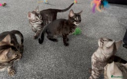 Bengal cats for sale: Well socialised bengal kittens - ready 21/12/25 - Advert 16
