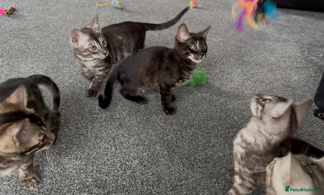 Bengal cats for sale: Well socialised bengal kittens - ready 21/12/25 - Advert 16