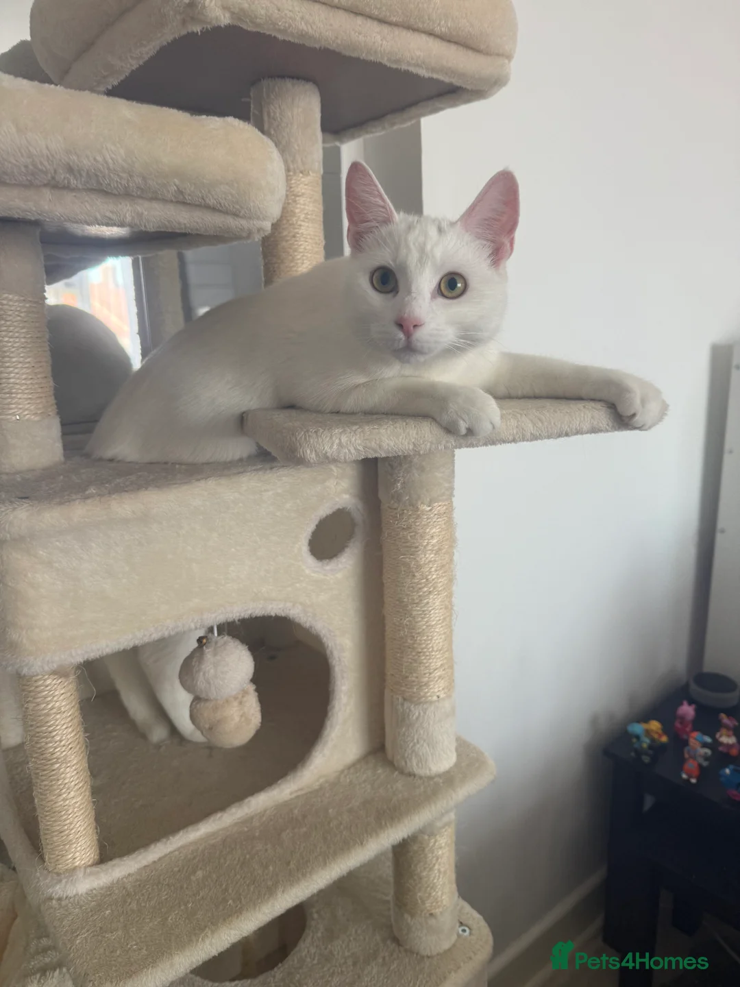 Mixed Breed cats for sale: Turkish Angora & Tuxedo called Leo 🤍 - Advert 2