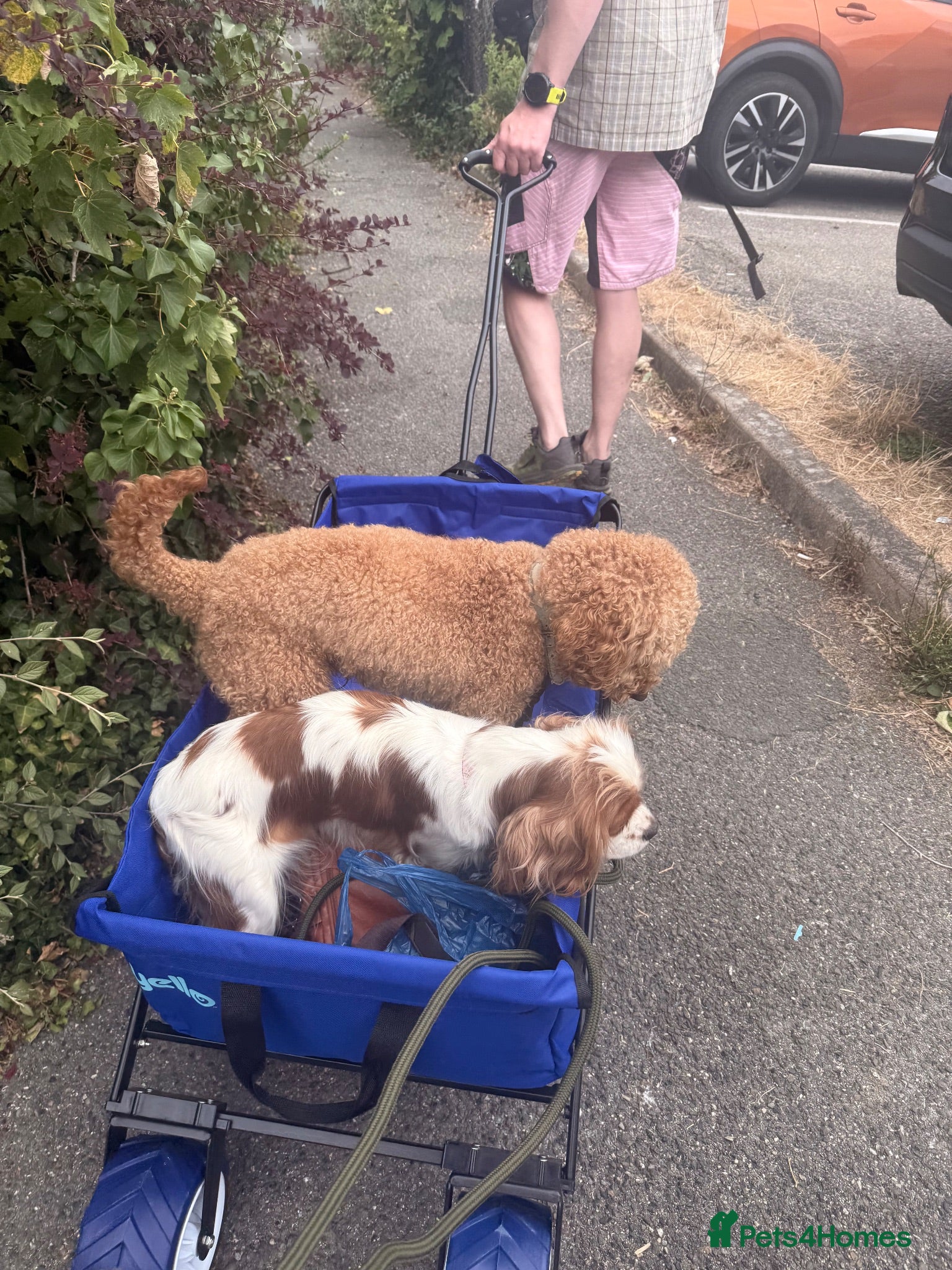 Cavapoo dogs Cavapoo puppies due September  - Advert 2
