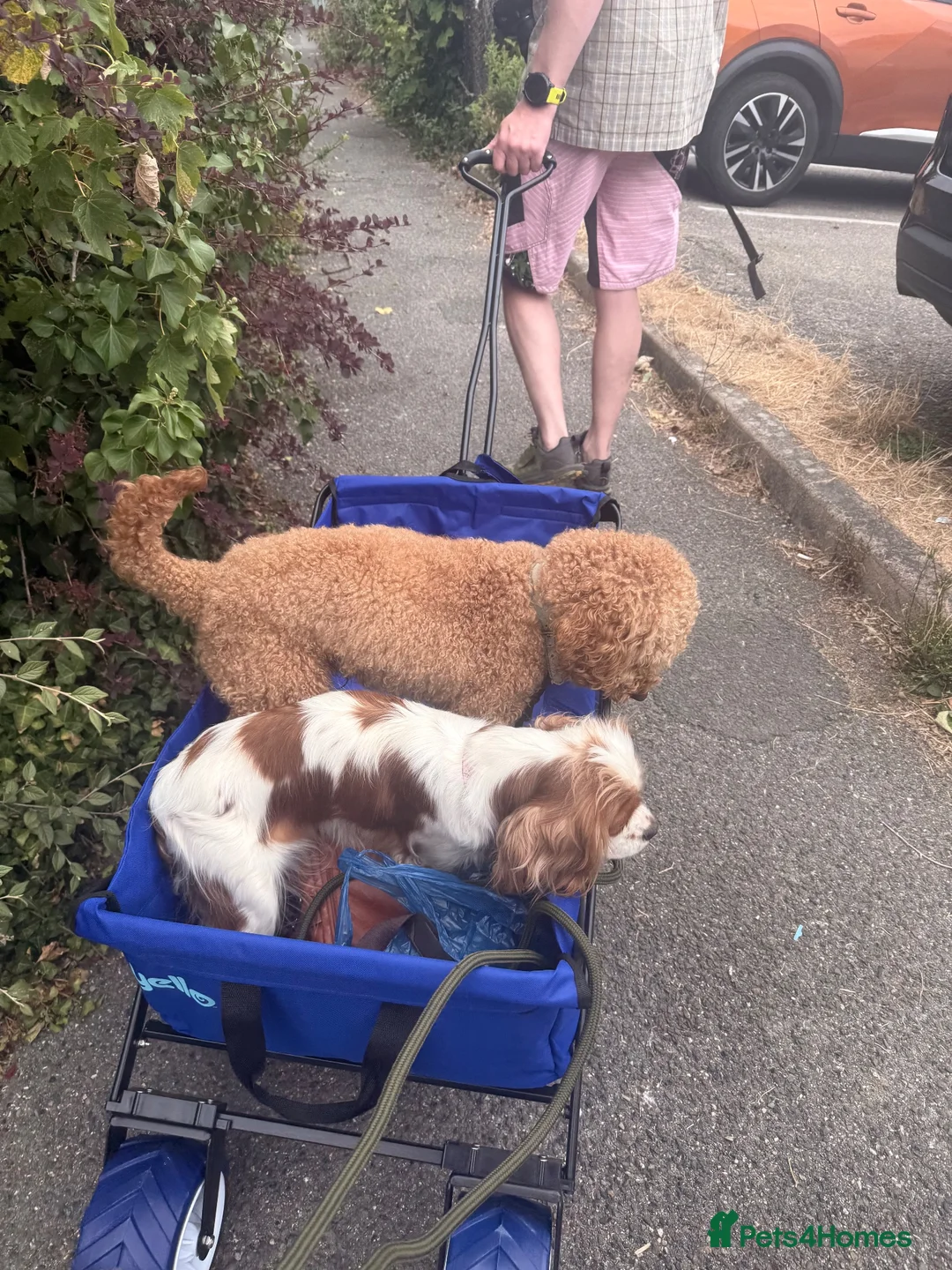 Cavapoo dogs for sale: Cavapoo puppies due September  in Richmond - Advert 1